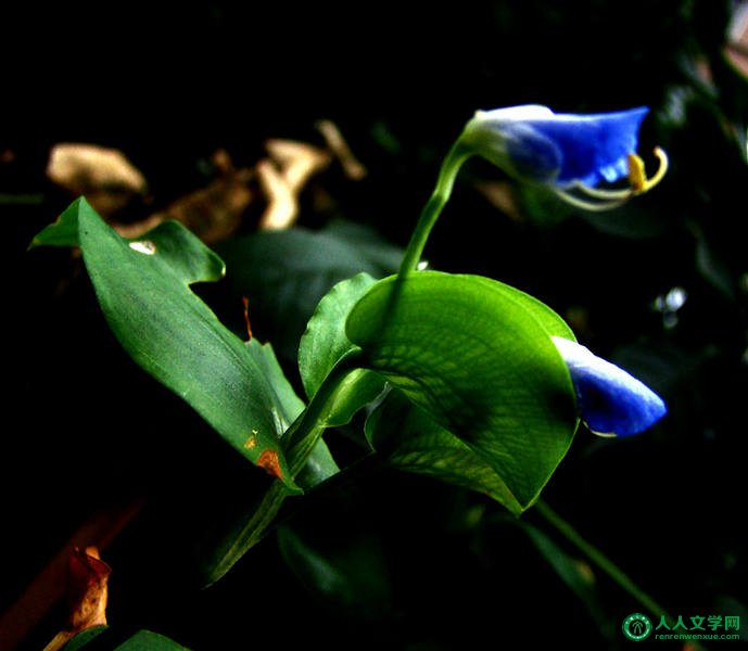 给心灵一片高贵的天空