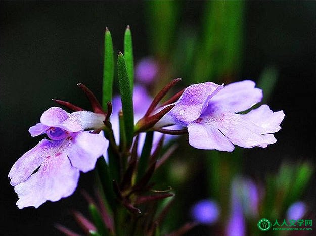 给心灵一片高贵的天空