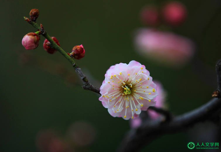 梅花花